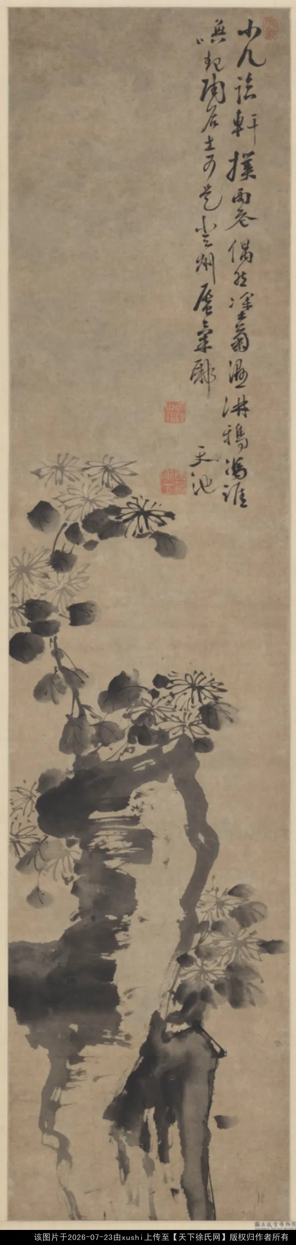 明徐渭菊石