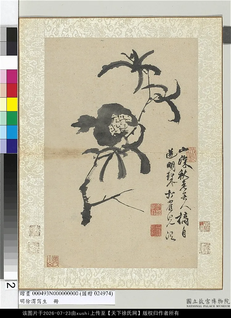 明徐渭寫生冊 水墨直幅畫石榴